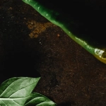 Музыкальная эстетика мексиканского слота Hot Chilli