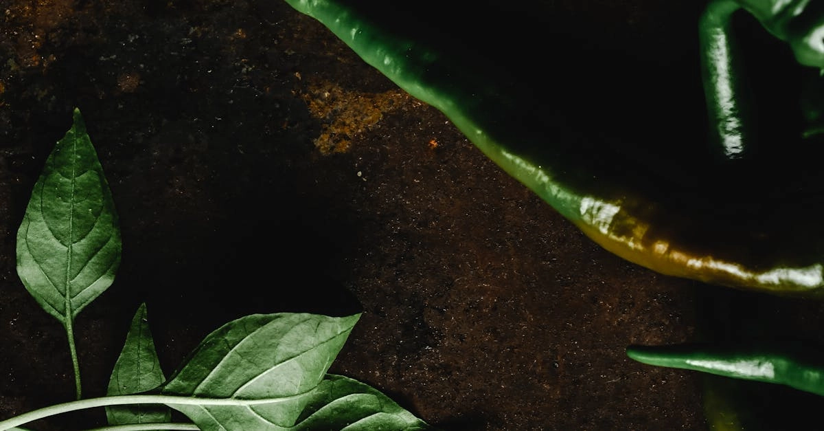 Музыкальная эстетика мексиканского слота Hot Chilli