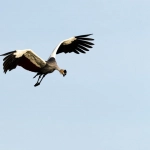 JetX игра музыкальное путешествие в небо