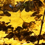 Звуковая культура Дикого Запада в игре Wild West Gold