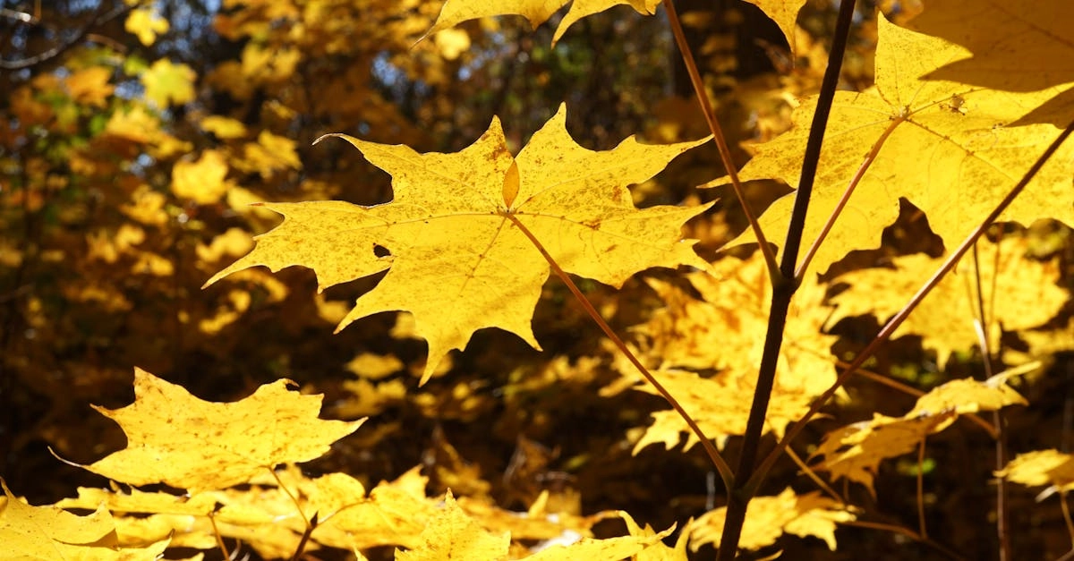 Звуковая культура Дикого Запада в игре Wild West Gold